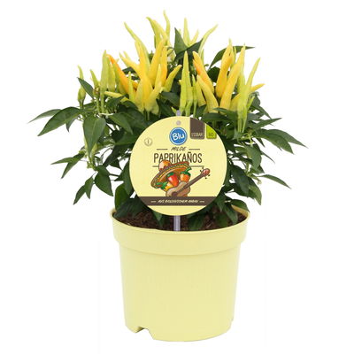 Blu Bio Paprikapflanze 'Paprikaños', Topf-Ø 15 cm, 3er Set Blu Bio Paprikapflanze 'Paprikaños', Topf-Ø 15 cm, 3er Set