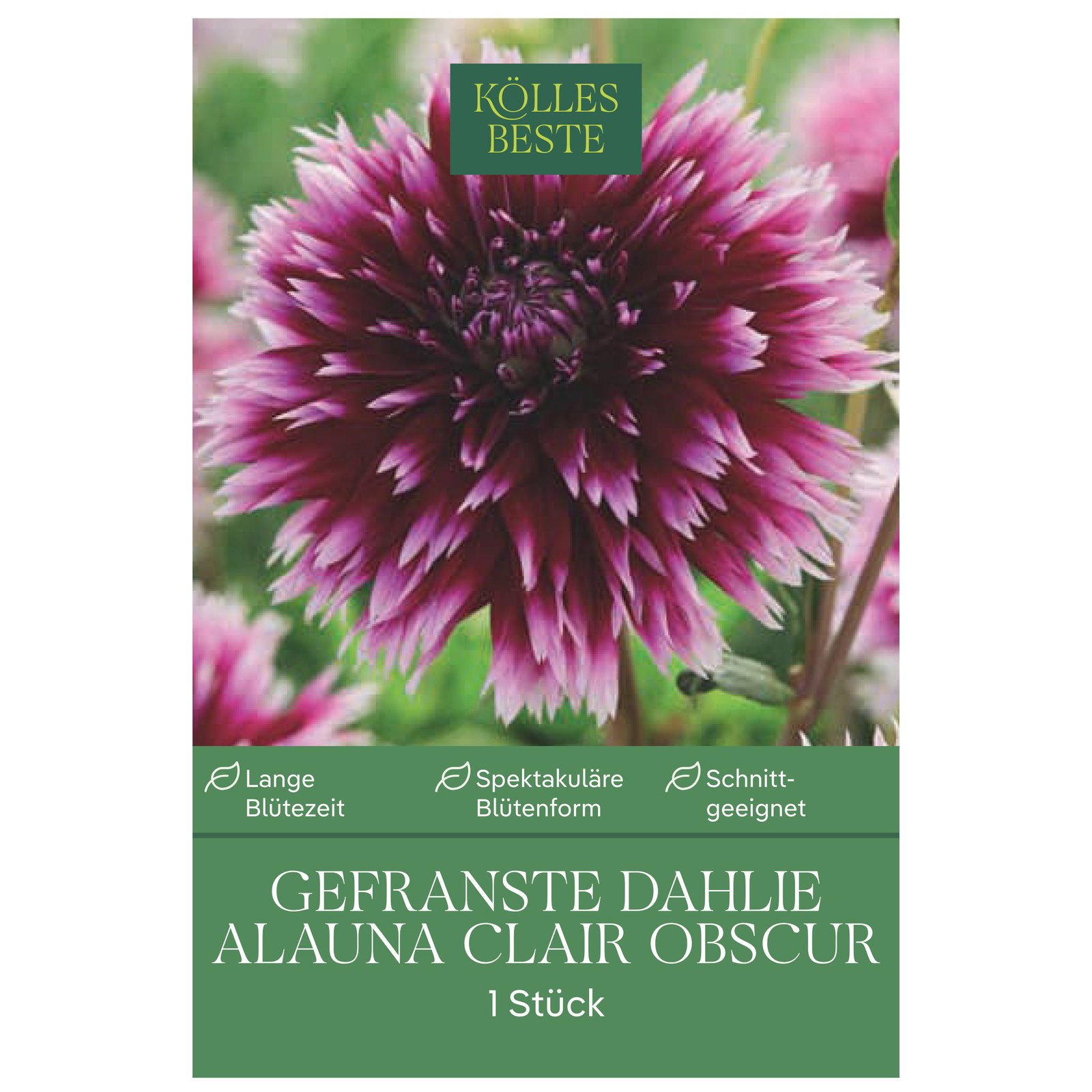 Kölles Beste Gefranste Dahlie Alauna Clair Obscur, 1 Blumenknolle