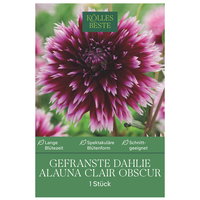 Kölles Beste Gefranste Dahlie Alauna Clair Obscur, 1 Blumenknolle