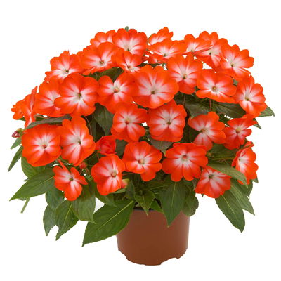 Edellieschen weiß-orange, Topf-Ø 12 cm, 6er-Set