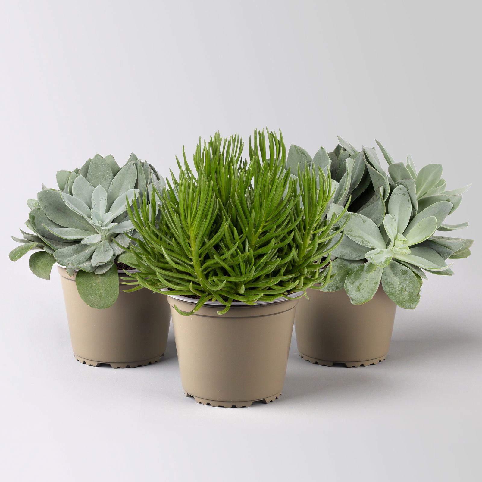 Senecio, verschiedene Arten nach Verfügbarkeit, Topf-Ø 12 cm, 3er-Set