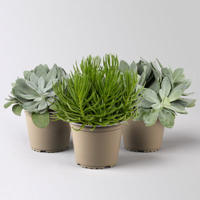 Senecio, verschiedene Arten nach Verfügbarkeit, Topf-Ø 12 cm, 3er-Set Senecio, verschiedene Arten nach Verfügbarkeit, Topf-Ø 12 cm, 3er-Set