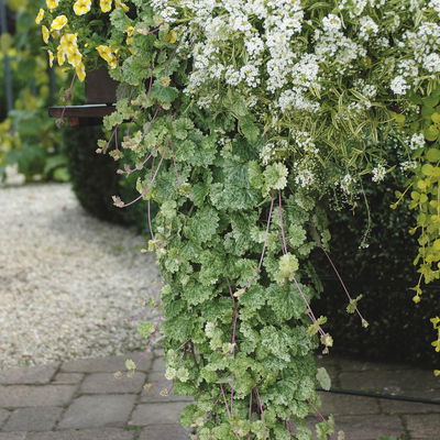 Gundermann 'Dappled Light', grün-gelb, Topf-Ø 12 cm, 6 Pflanzen