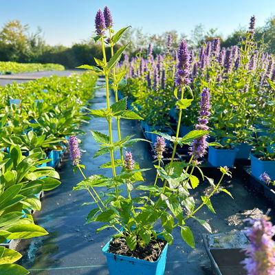 Bio Duftnessel 'Blue Fortune', violett, Topf 11x11 cm, 3 Pflanzen Bio Duftnessel 'Blue Fortune', violett, Topf 11x11 cm, 3 Pflanzen