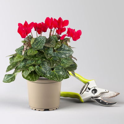 Pflanzenkreation 'Fliegenpilz', rot-weiß, 12 Pfl. inkl. Erde Pflanzenkreation 'Fliegenpilz', rot-weiß, 12 Pfl. inkl. Erde