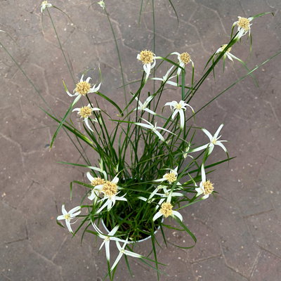 Rhynchospora colorata 'Sternentänzergras', Topf-Ø 13 cm, 3 Pflanzen