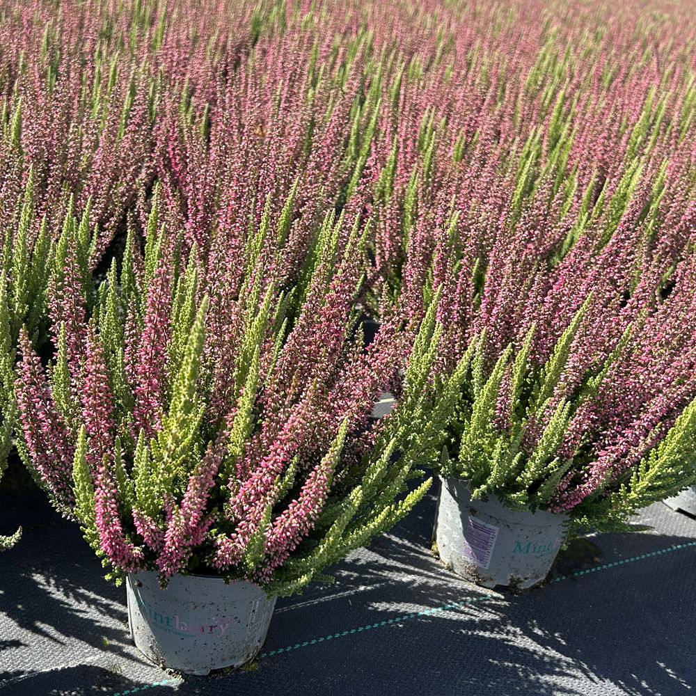 Calluna 'Beauty Ladies® Mintberry', rot/lila mit mint, Topf-Ø 13 cm, 3 Pflanzen