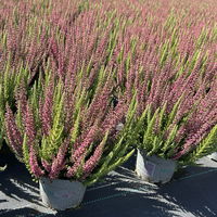 Calluna 'Beauty Ladies® Mintberry', rot/lila mit mint, Topf-Ø 13 cm, 3 Pflanzen