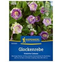 Saatgut Glockenrebe 'Violett'