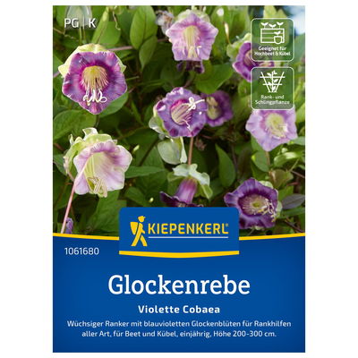 Saatgut Glockenrebe 'Violett' Saatgut Glockenrebe 'Violett'