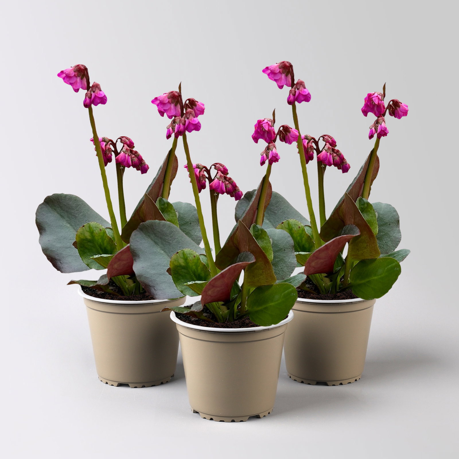 Bio Bergenie 'Eroica' violettrot, Topf-Ø 12 cm, 3 Pflanzen Bio Bergenie 'Eroica' violettrot, Topf-Ø 12 cm, 3 Pflanzen
