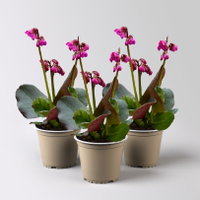 Bio Bergenie 'Eroica' violettrot, Topf-Ø 12 cm, 3 Pflanzen Bio Bergenie 'Eroica' violettrot, Topf-Ø 12 cm, 3 Pflanzen