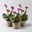 Bio Bergenie 'Eroica' violettrot, Topf-Ø 12 cm, 3 Pflanzen Bio Bergenie 'Eroica' violettrot, Topf-Ø 12 cm, 3 Pflanzen