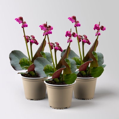 Bio Bergenie 'Eroica' violettrot, Topf-Ø 12 cm, 3 Pflanzen Bio Bergenie 'Eroica' violettrot, Topf-Ø 12 cm, 3 Pflanzen