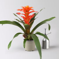 Guzmanie 'Fiero', orange, Topf-Ø 12 cm, 2 Pflanzen Guzmanie 'Fiero', orange, Topf-Ø 12 cm, 2 Pflanzen