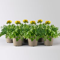 Ranunkel, gelb, Topf-Ø 13 cm, 6 Pflanzen