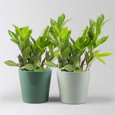 Glücksfeder inkl. Übertopf 'Dallas' seegrün& gl.blau, Topf-Ø 12 cm, 2 Pflanzen Glücksfeder inkl. Übertopf 'Dallas' seegrün& gl.blau, Topf-Ø 12 cm, 2 Pflanzen