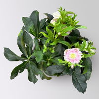 Lenzrose 'ViV® Catharina', rosa gesprenkelt, Topf-Ø 19 cm