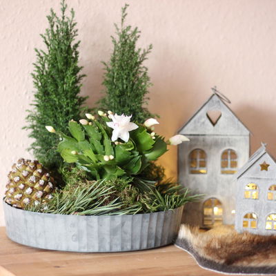 Weihnachtskaktus, weiß, mit Übertopf Dallas anthrazit, Topf-Ø 12 cm, 2 Pflanzen