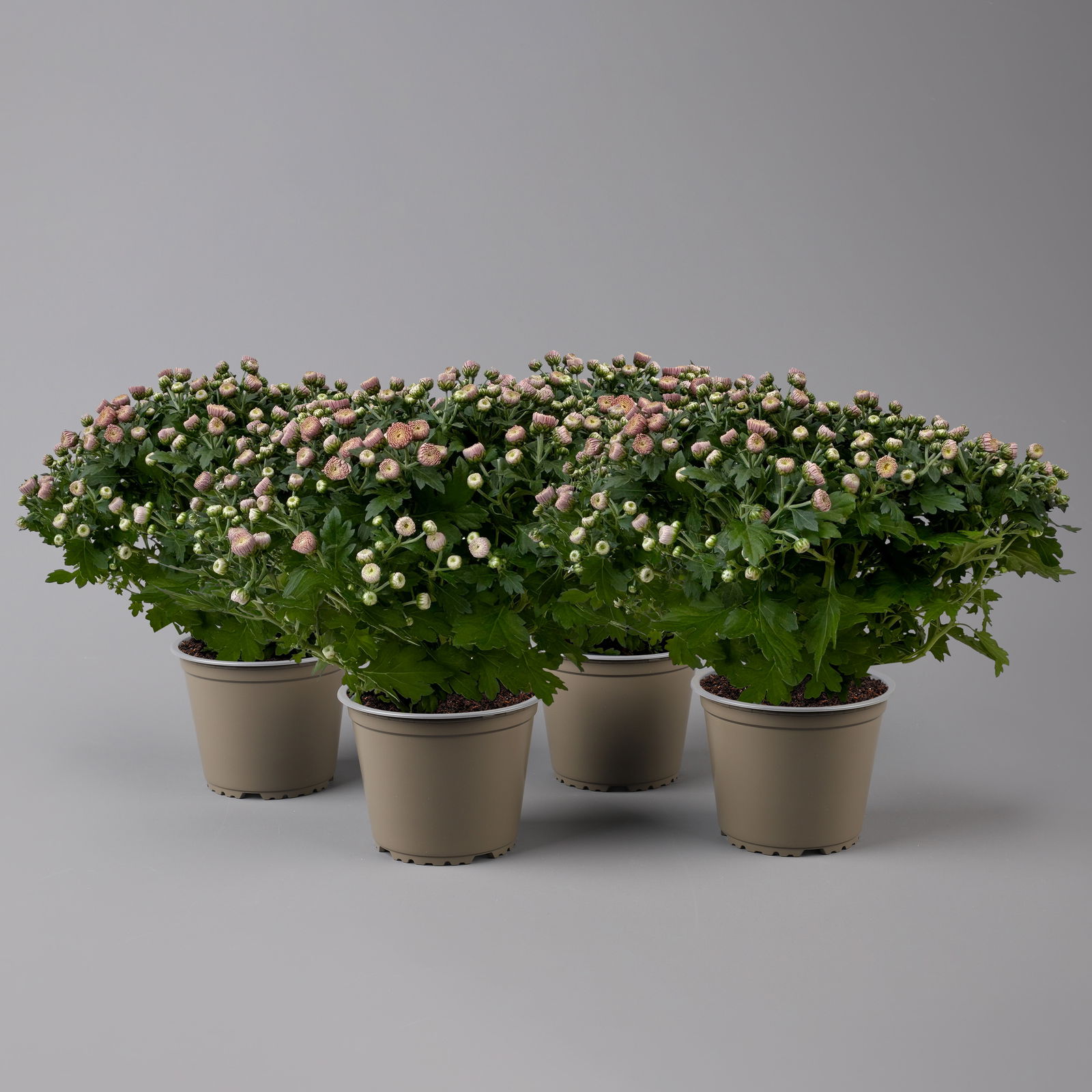 Chrysanthemen rosa Busch, Topf-Ø 14 cm, 4er-Set