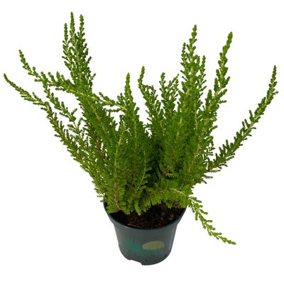 Besenheide SKYLINE®, Mischung zufällig, Topf-Ø 6,5 cm, 12 Pflanzen Besenheide SKYLINE®, Mischung zufällig, Topf-Ø 6,5 cm, 12 Pflanzen