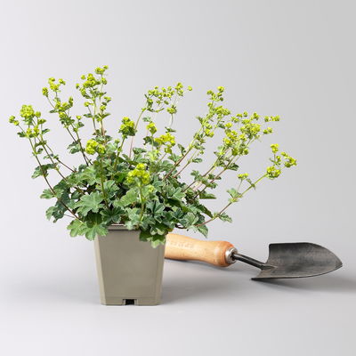 Bio Zwerg-Frauenmantel, grün-gelb, Topf 9x9 cm, 3 Pflanzen