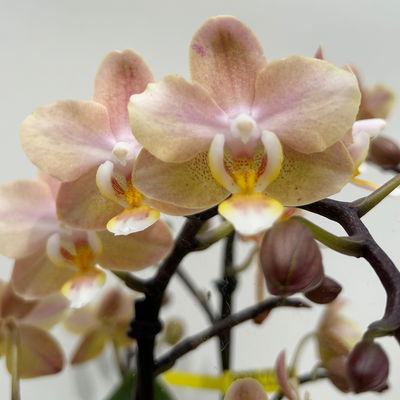 Duft Phalenopsis 'Powdery' creme/rosa, Topf-Ø 12 cm, im Übertopf mit Grußkarte