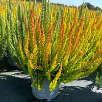 Calluna 'SKYLINE® Trio', gelb-orange-mint, Topf-Ø 13 cm, 3 Pflanzen