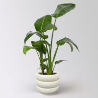 Strelitzie, Topf-Ø 17 cm, Höhe ca. 55 cm,  inkl. Keramikübertopf Byron