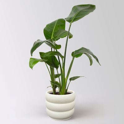 Strelitzie, Topf-Ø 17 cm, Höhe ca. 55 cm,  inkl. Keramikübertopf Byron