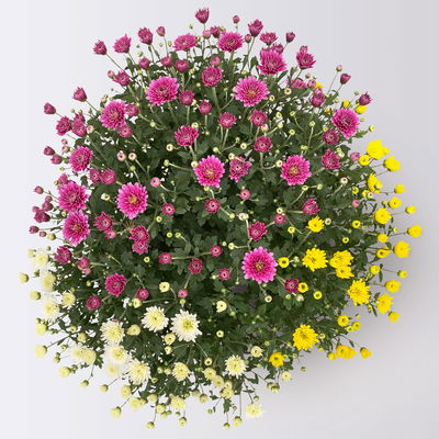 Chrysanthemen 'Trio', gelb-lila-weiß, Topf-Ø 19 cm, 2 Pflanzen Chrysanthemen 'Trio', gelb-lila-weiß, Topf-Ø 19 cm, 2 Pflanzen