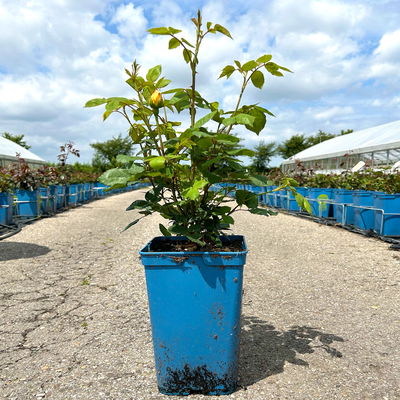 Englische Rose 'Golden Celebration' (Ausgold), goldgelb, Topf 5 Liter