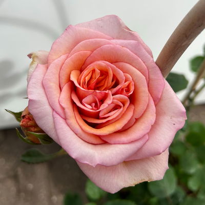 Duftende Edelrose 'Kölle's Duftsommer'®, Doppelbogen, Topf 7,5 Liter Duftende Edelrose 'Kölle's Duftsommer'®, Doppelbogen, Topf 7,5 Liter