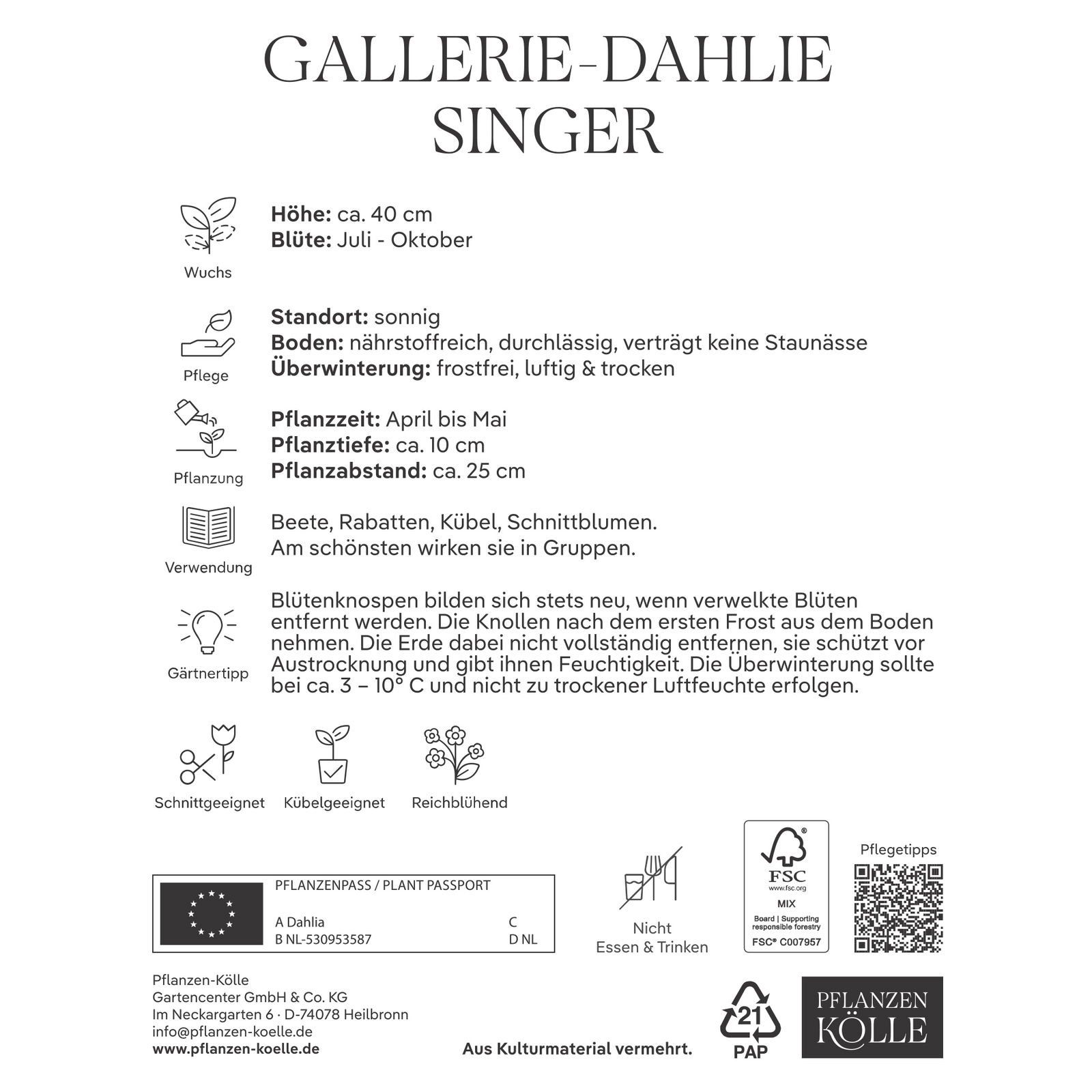 Kölles Beste Blumenknolle, Gallerie-Dahlien 'Singer'