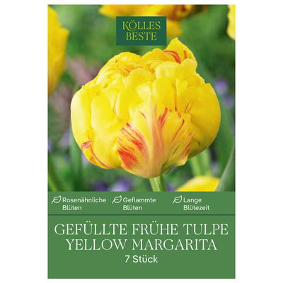 Tulpen 'Yellow/Margarita', Gelb, 7 Blumenzwiebeln, Größe 11/12