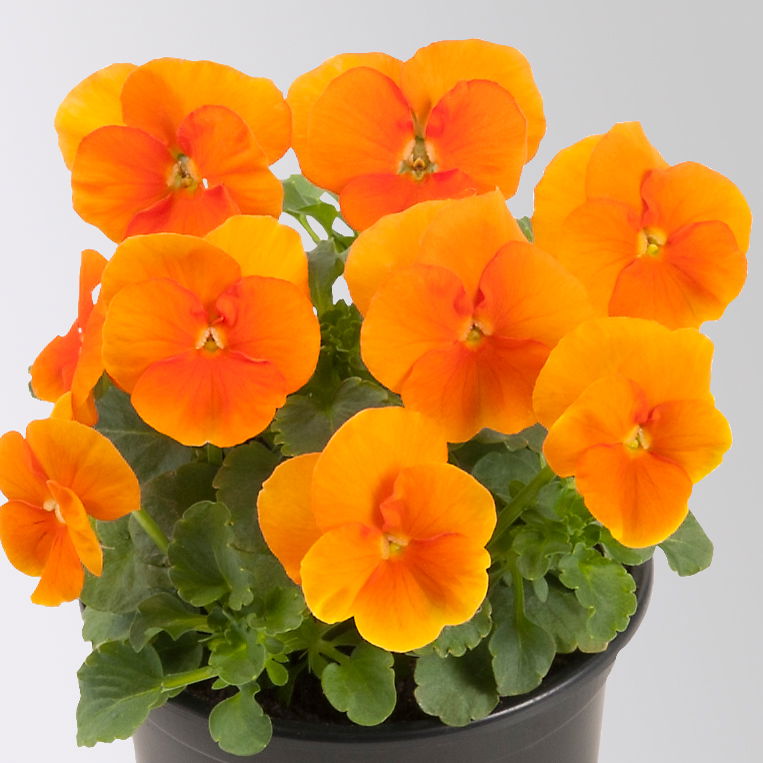 Hornveilchen, Farben zufällig Topf-Ø 12 cm, 6 Pflanzen