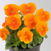 Hornveilchen, Farben zufällig Topf-Ø 12 cm, 6 Pflanzen