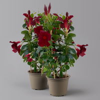 Dipladenie, dunkelrot, Doppelbogen, Topf-Ø 14 cm, Höhe ca. 40 cm, 2 Pflanzen