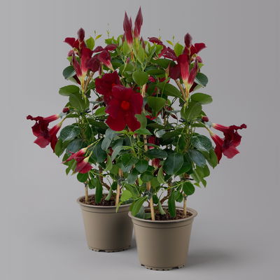 Dipladenie, dunkelrot, Doppelbogen, Topf-Ø 14 cm, Höhe ca. 40 cm, 2 Pflanzen