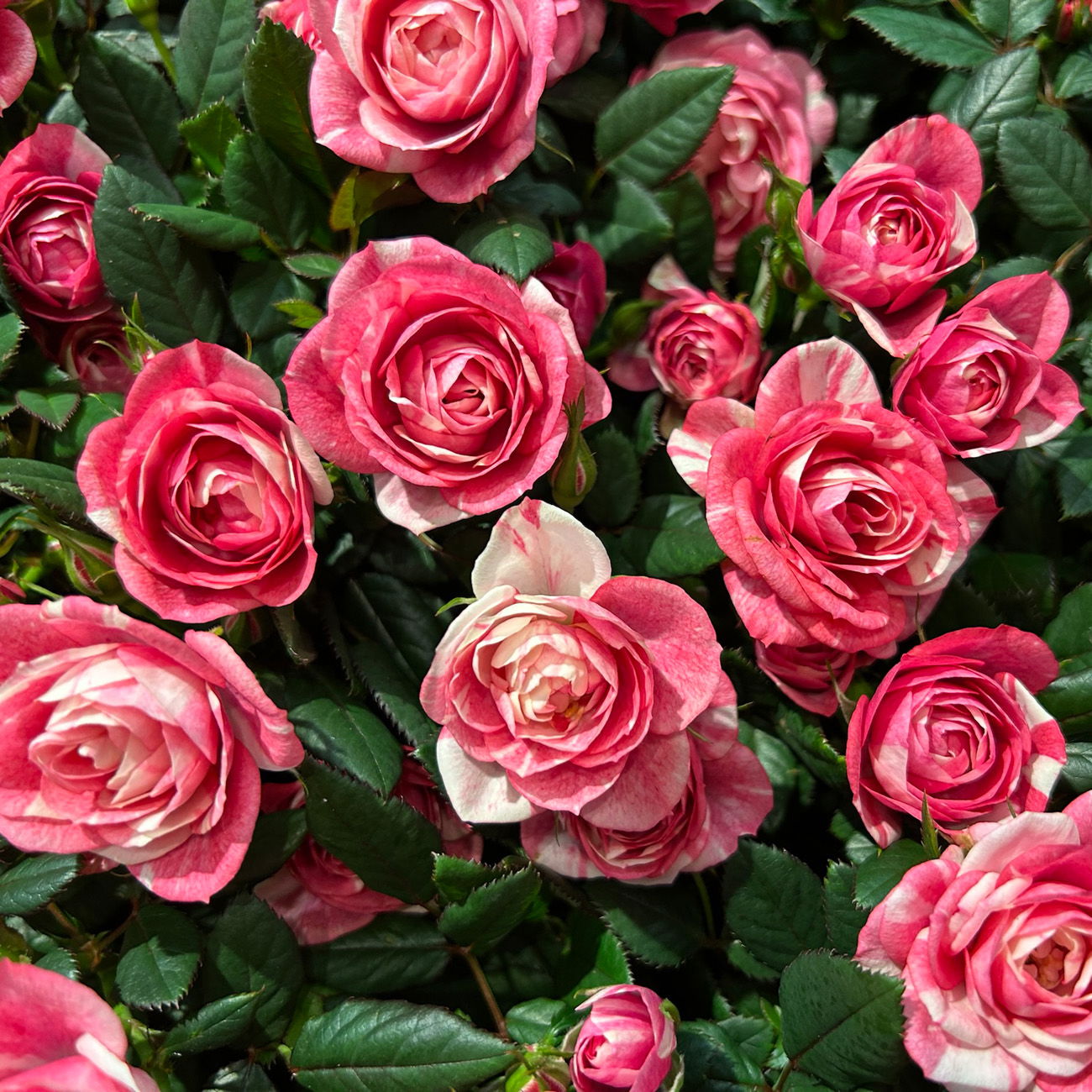 Rose 'Vieve', rosa-weiß, Topf-Ø 10,5 cm, 3 Pflanzen