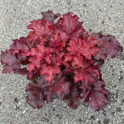 Bio Purpurglöckchen 'Boysenberry', rotlaubig, Topf-Ø 12 cm, 3 Pflanzen Bio Purpurglöckchen 'Boysenberry', rotlaubig, Topf-Ø 12 cm, 3 Pflanzen