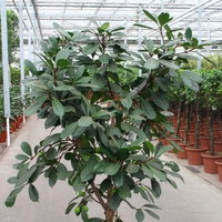 Ficus cyathistipula, verzweigt, Topf-Ø 45 cm, Höhe ca. 170 cm