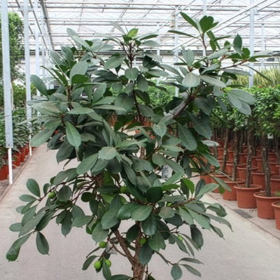 Ficus cyathistipula, verzweigt, Topf-Ø 45 cm, Höhe ca. 170 cm