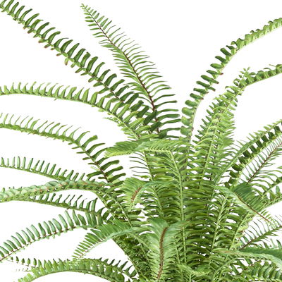 Kunstpflanze Boston-Farn, Höhe ca. 70 cm
