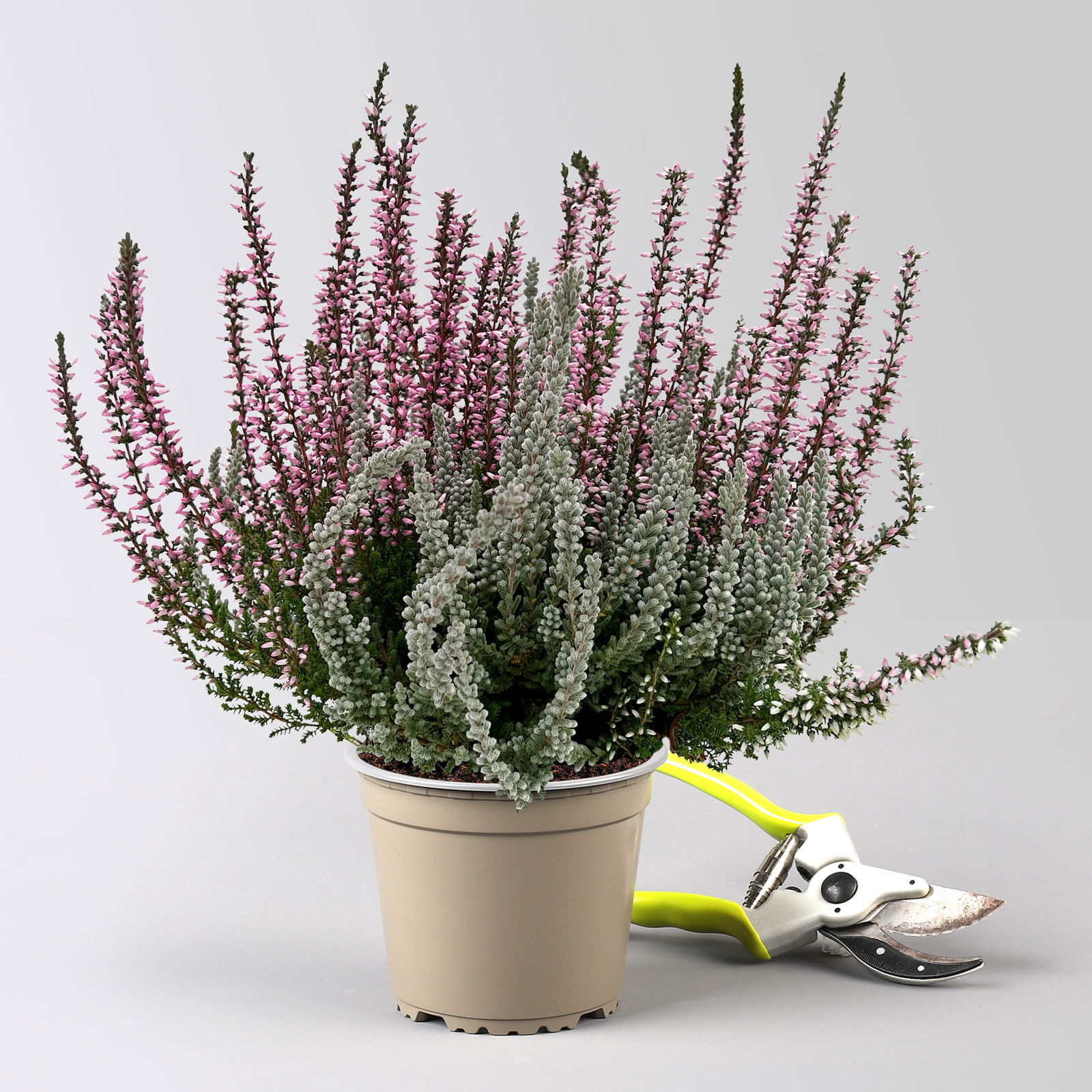 Calluna 'Lönneby' Twin, Fluffy & lila, Topf-Ø 13 cm, 3 Pflanzen