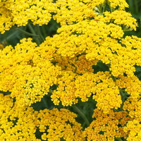 Schafgarbe, gelb, Höhe ca. 60 cm, Topf 3 Liter
