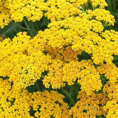 Schafgarbe, gelb, Höhe ca. 60 cm, Topf 3 Liter