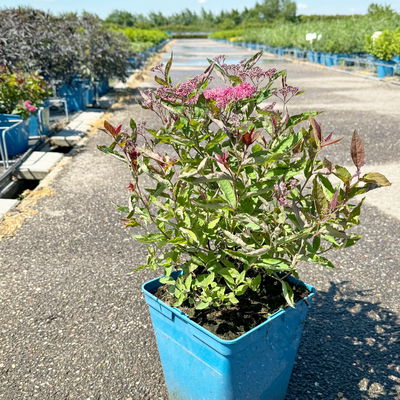 Rote Japanspiere 'Double Play® Red', Spiraea japonica, rot, im Topf 5 Liter