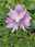 Wasserhyazinthe / Eichhornia crassipes