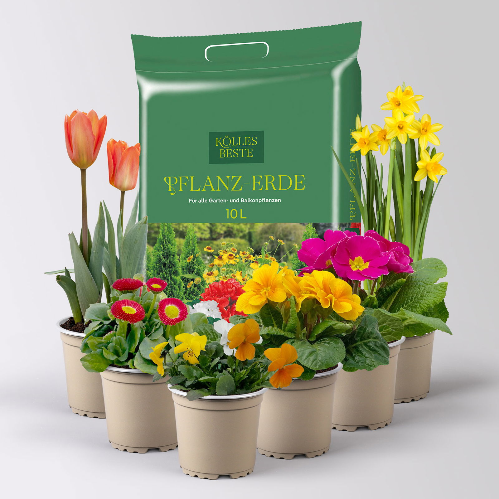 Pflanzen-Set Frischer Frühling, 6 Pflanzen inkl. Erde